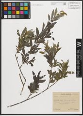 Foto von Salix purpurea L.